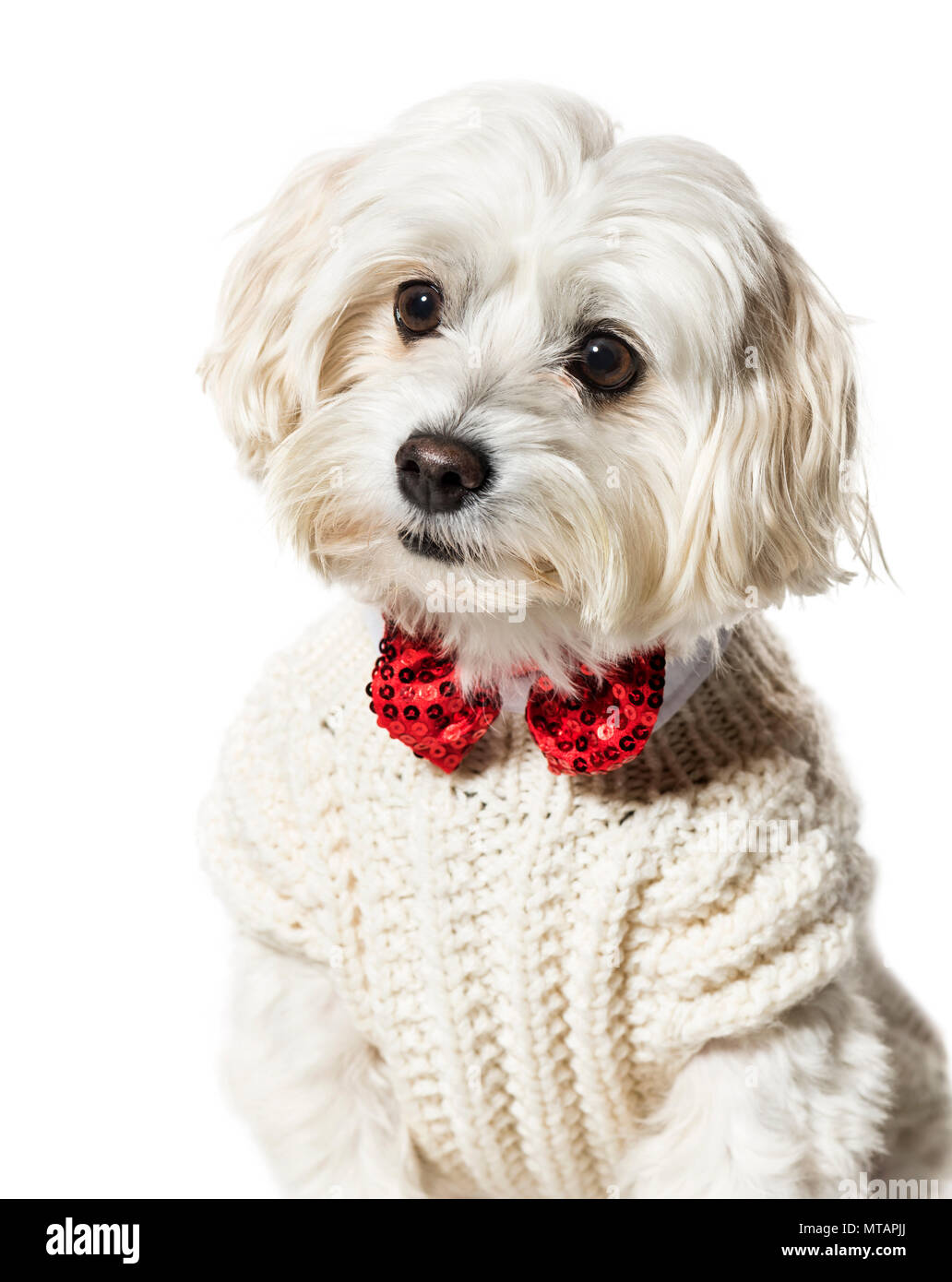 Maltese dog in bow tie and sweater against white background Stock Photo