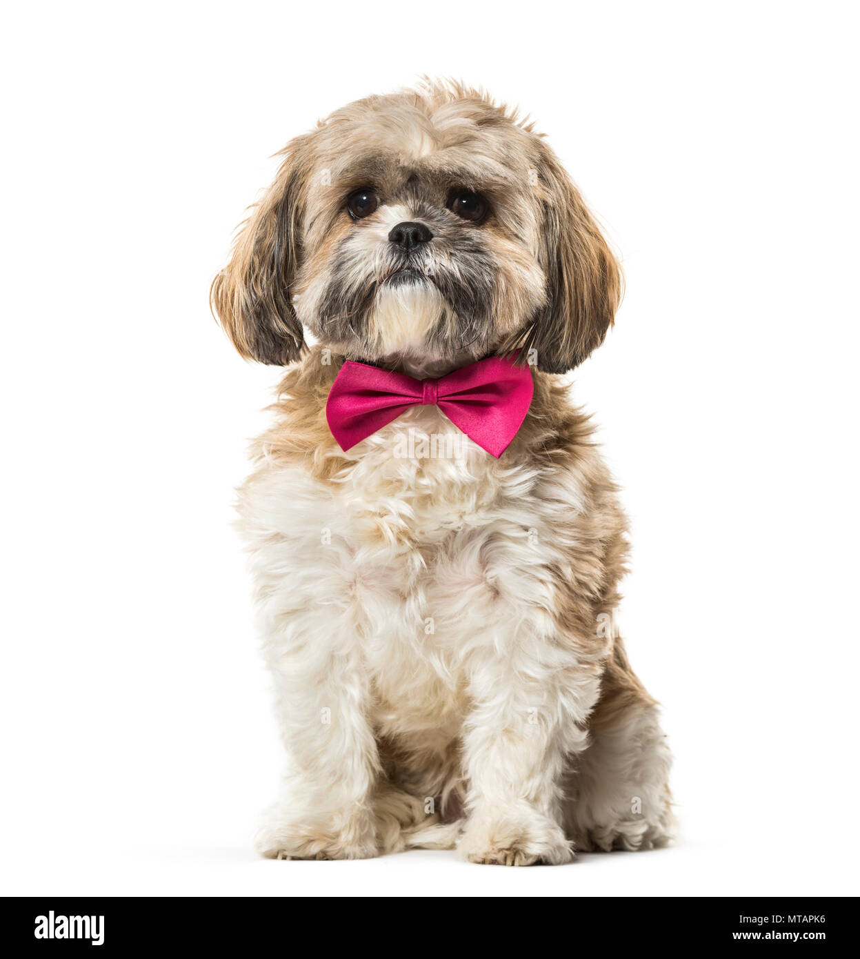 Lhasa Apso in bow tie against white background Stock Photo