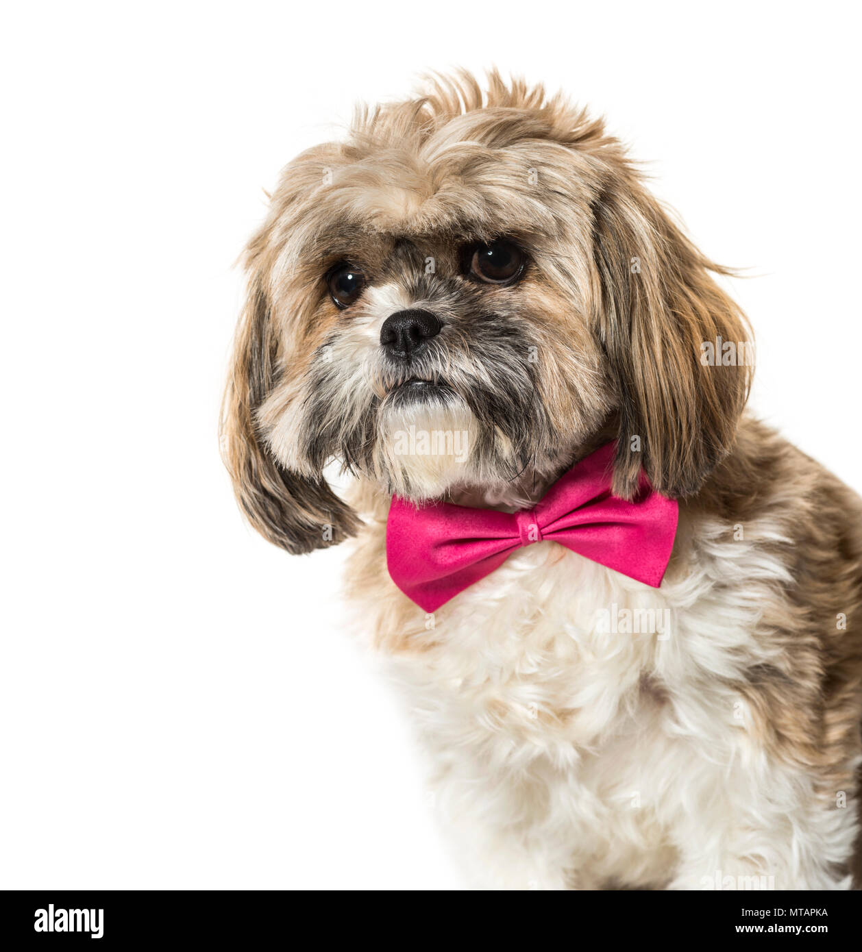 Lhasa Apso in bow tie against white background Stock Photo