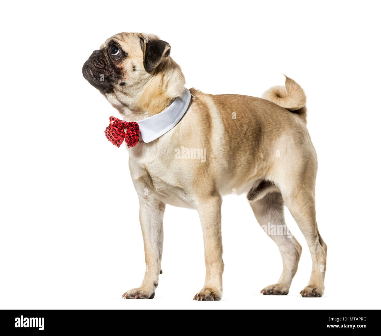 Pug in red bow tie looking up against white background Stock Photo