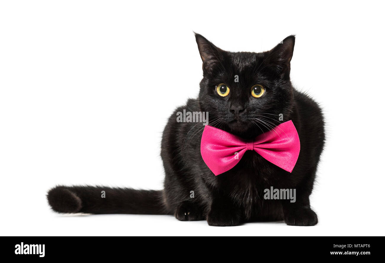 Mixed-breed cat in pink bow tie against white background Stock Photo