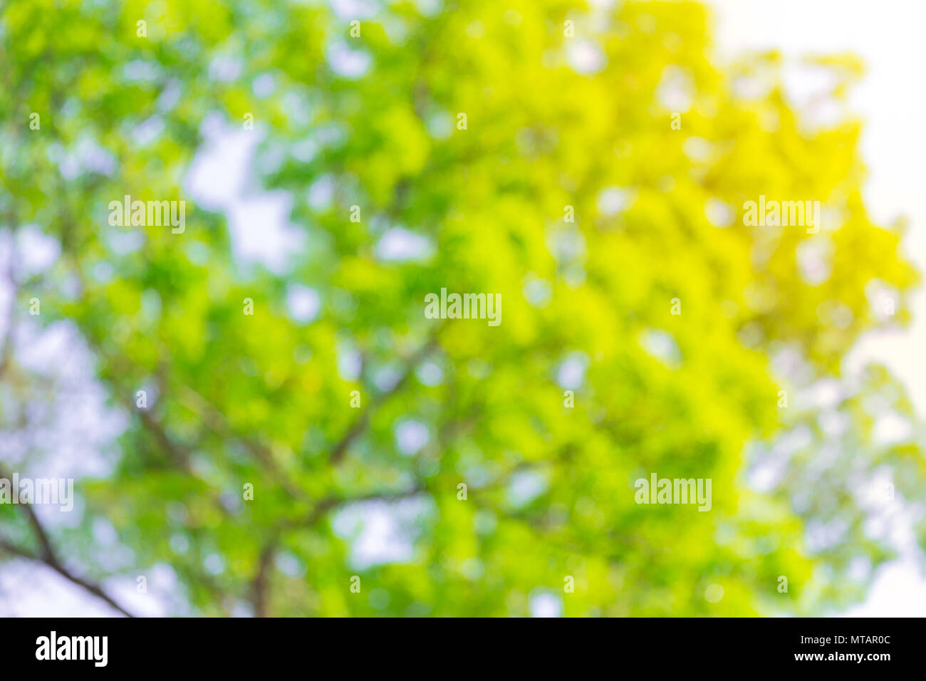 Green tree background online
