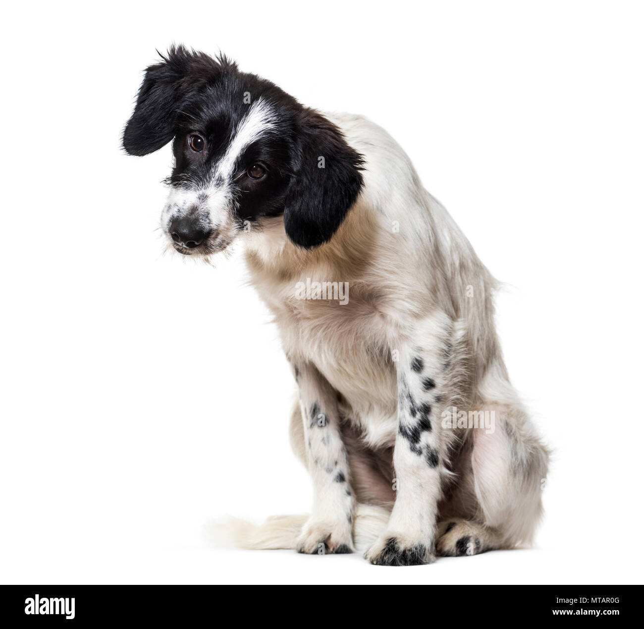 Mixed-breed dog sitting against white background Stock Photo - Alamy