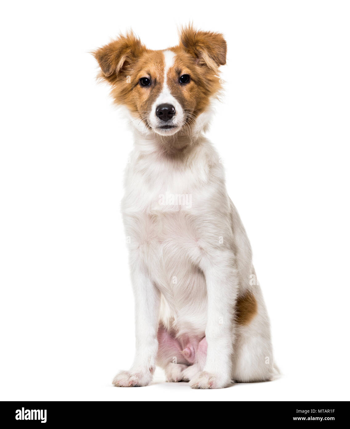 Mixed-breed dog sitting against white background Stock Photo - Alamy