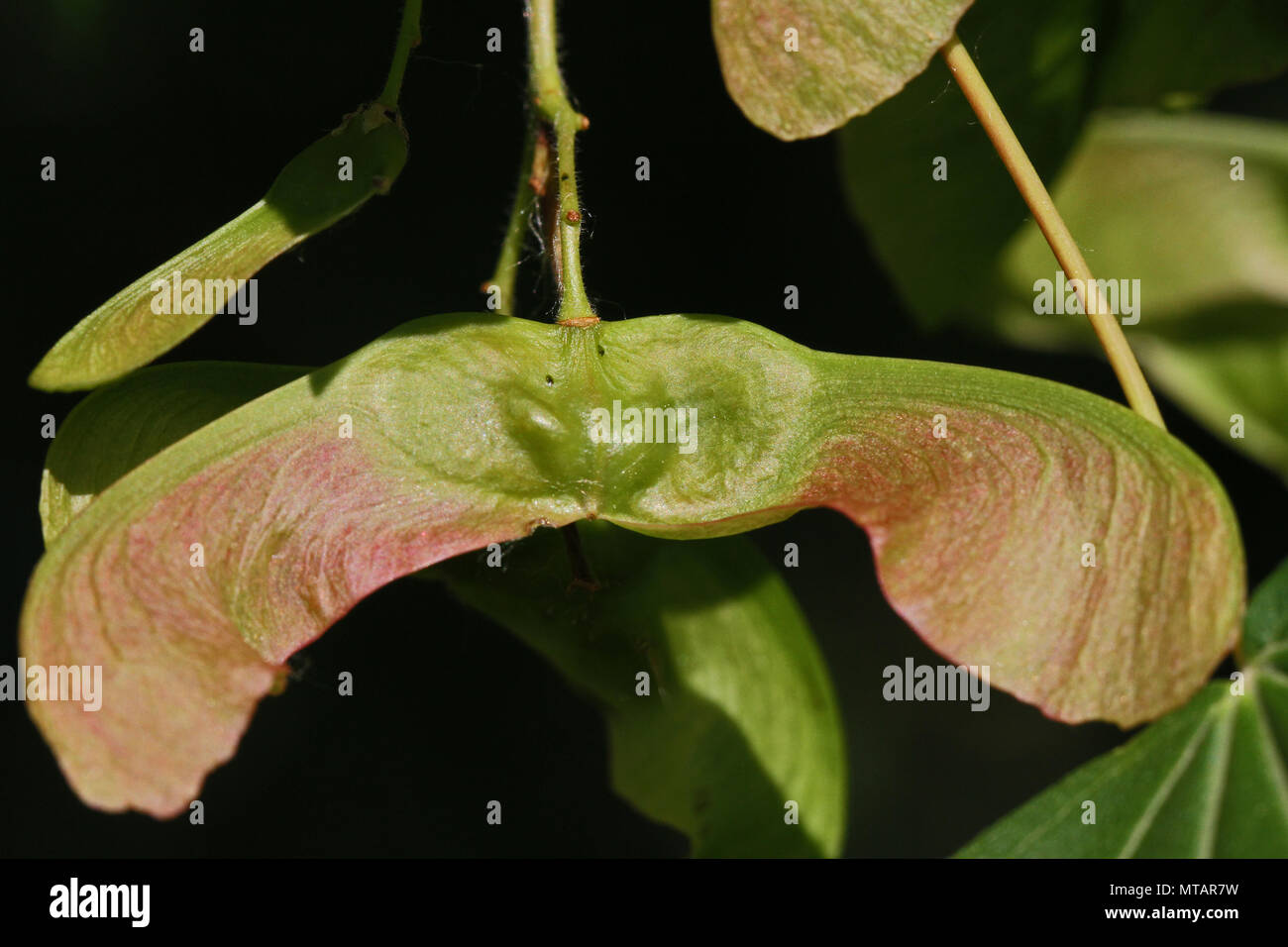 ripening maple or sycamore seed very close up Latin acer opalus or