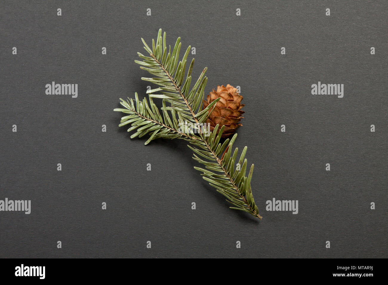Pine cone with branch on a grey background Stock Photo - Alamy