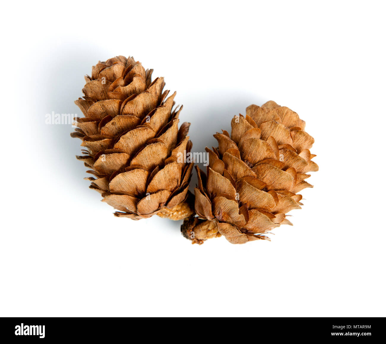 Pine cone isolated on a white background Stock Photo - Alamy