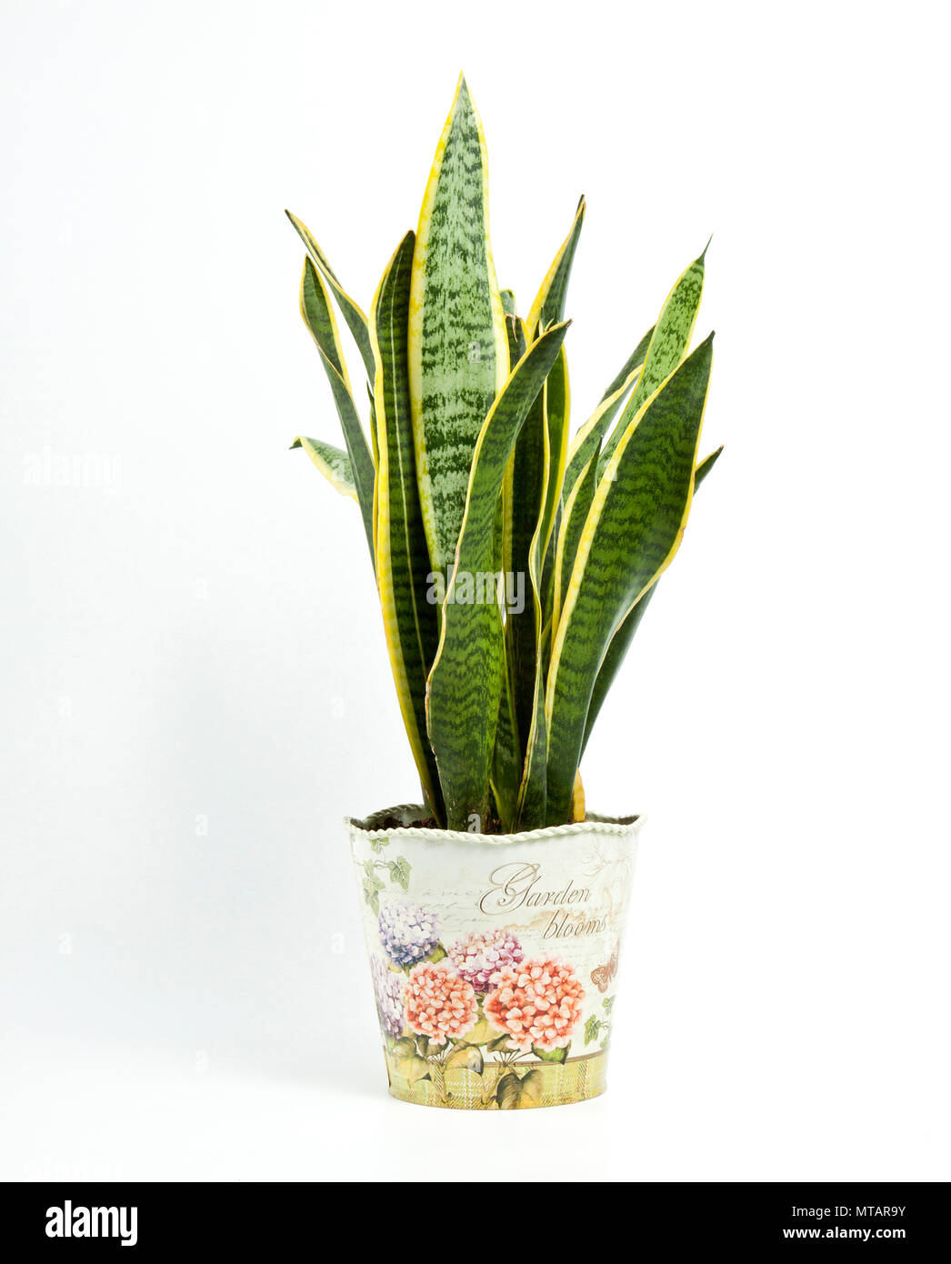 6 starfish snake plant Snake Plant Starfish with Planter - Medium (3"-5" tall) Mustard Planter
