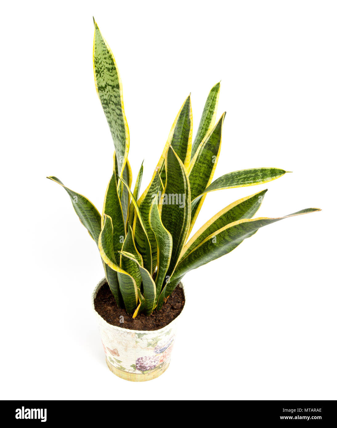 sansevieria plant pot stock photos sansevieria plant pot transplant christmas cactus