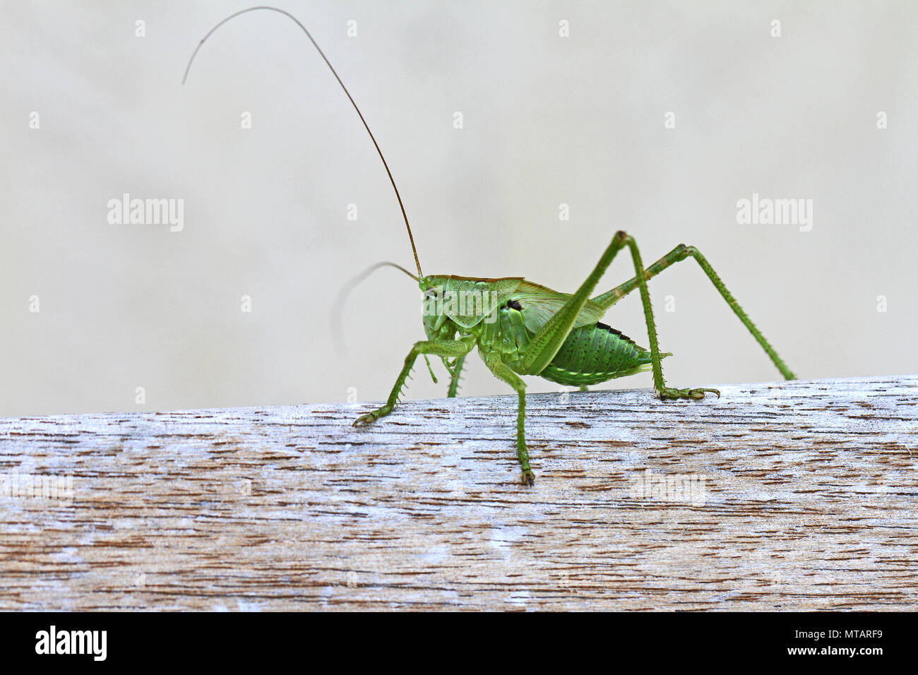 green speckled bush cricket or katydid close up Latin name leptophyes punctatissima or grasshopper on a wooden beam in central Italy in summer Stock Photo