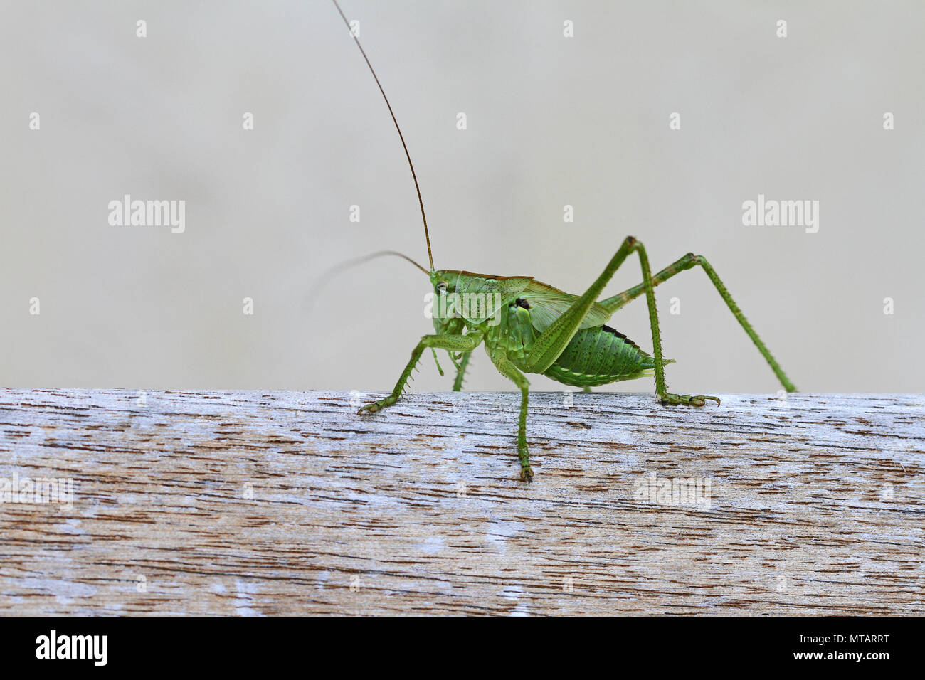 green speckled bush cricket or katydid close up Latin name leptophyes punctatissima or grasshopper on a wooden beam in central Italy in summer Stock Photo