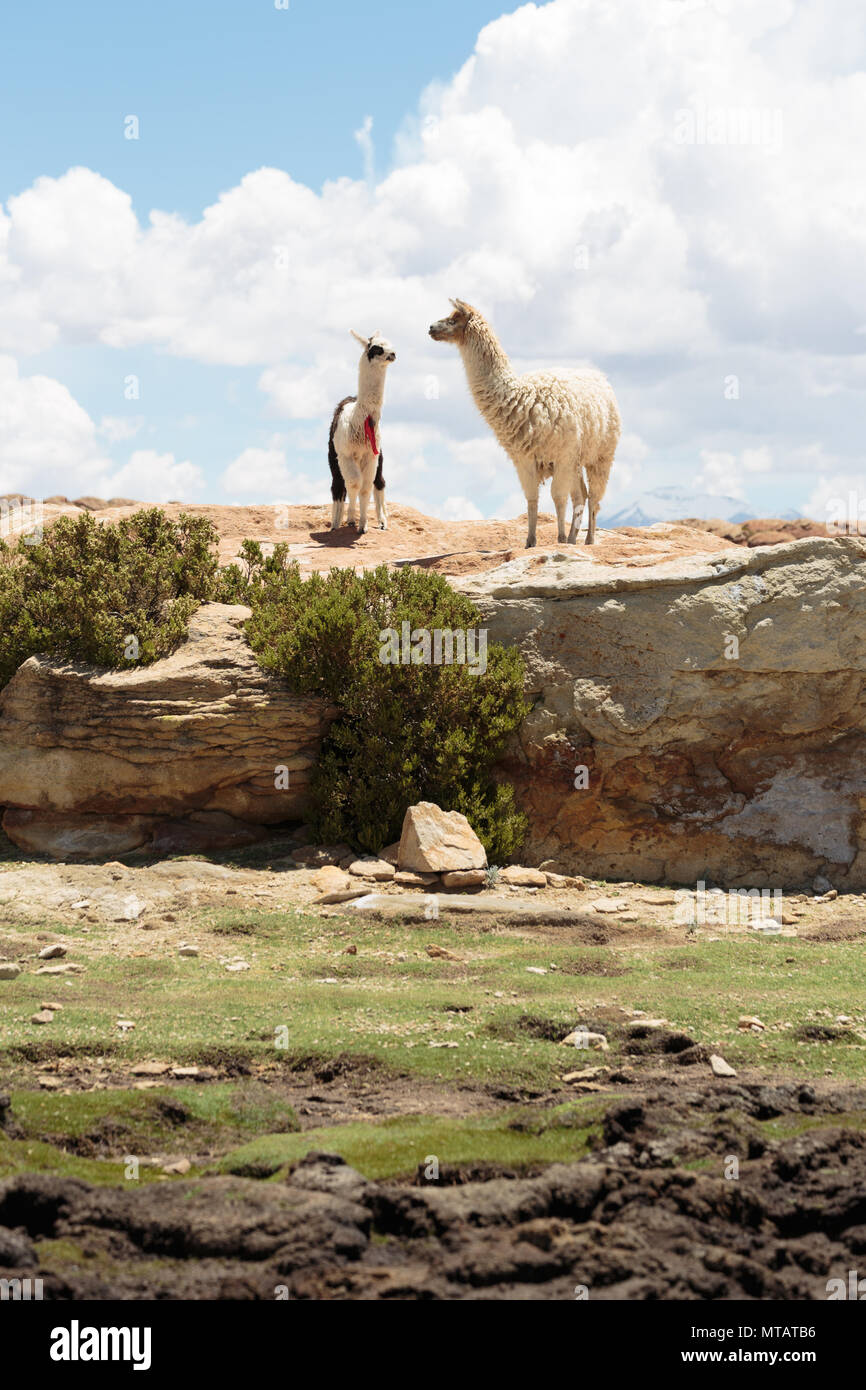 A pair of Llamas look over a rare stream in the Bolivian highlands. Stock Photo
