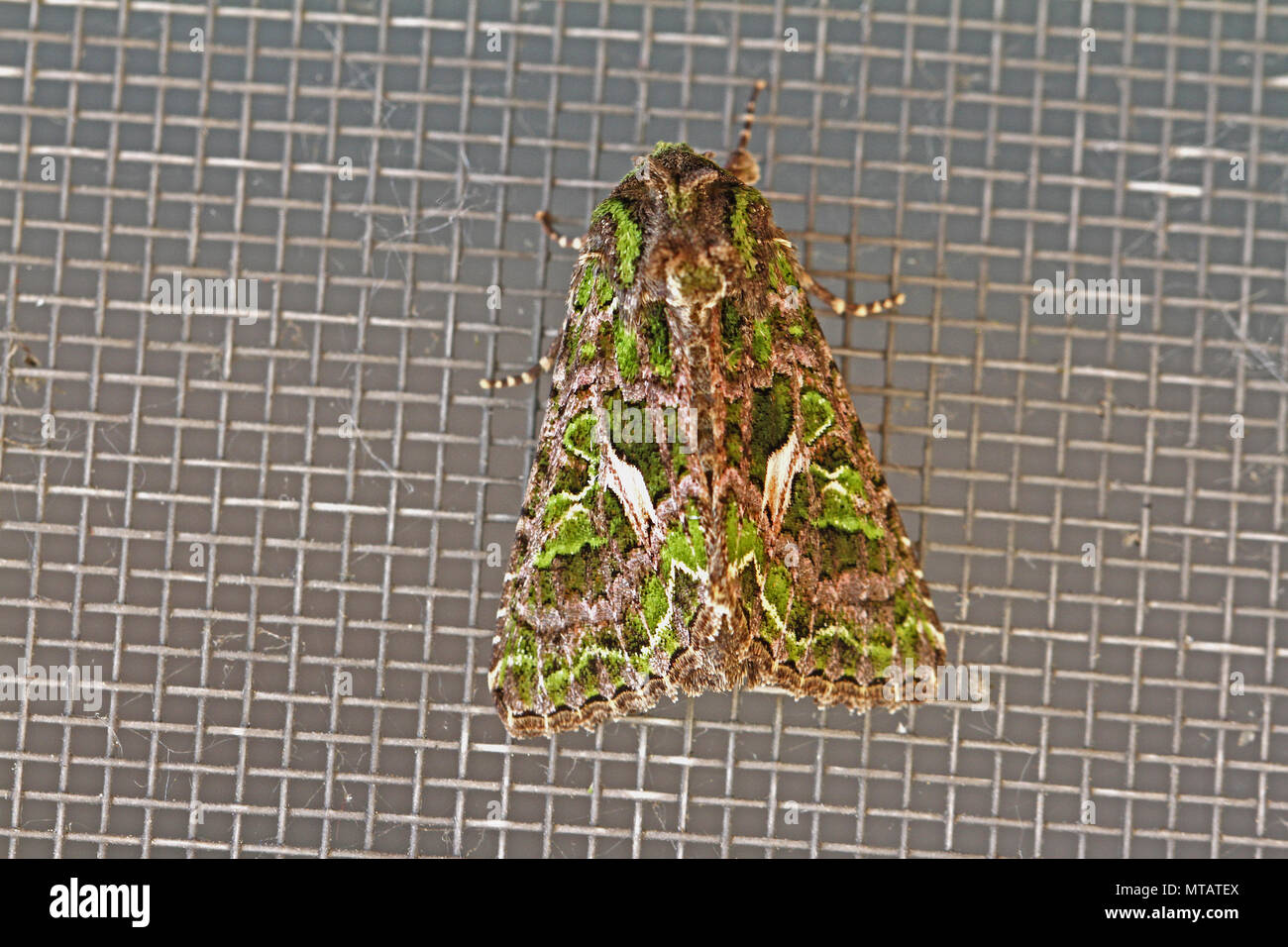 orache moth Latin trachea atriplicis a type of noctuid moth at rest on a screen door in Italy a continental moth rarely seen in mainland Britain Stock Photo