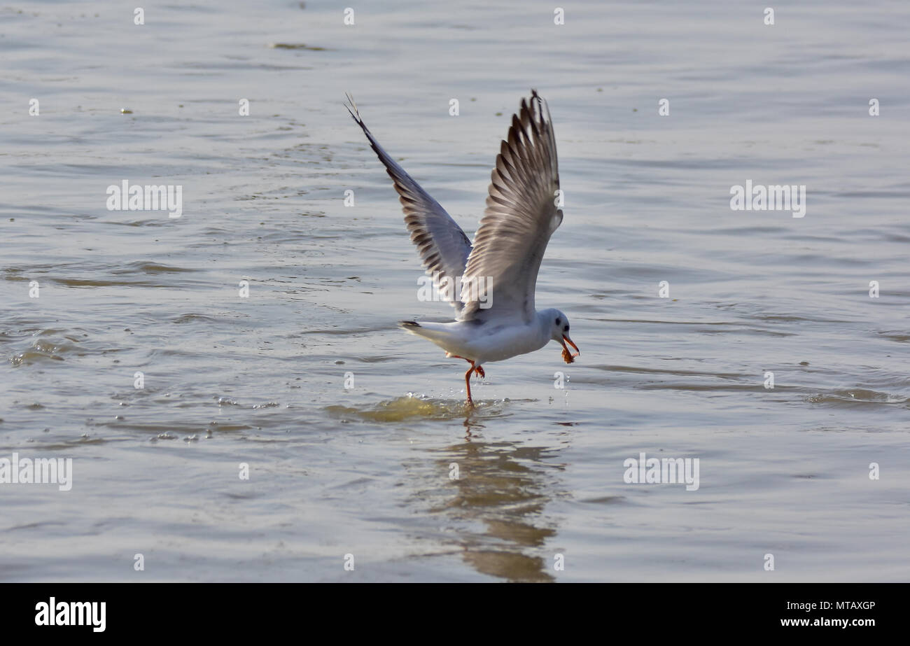 Kuwait birds hi-res stock photography and images - Alamy