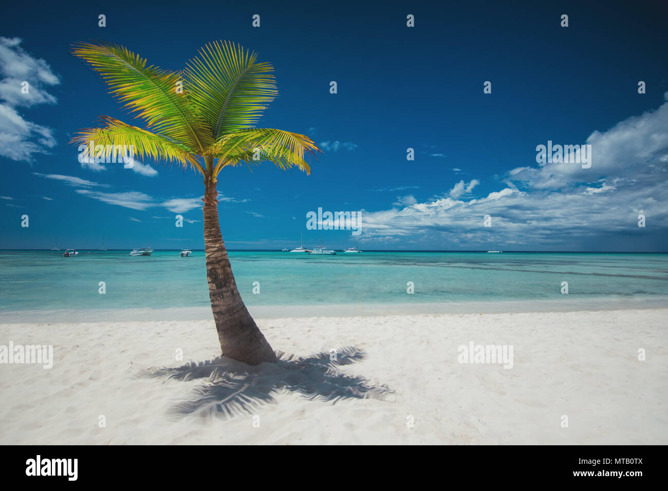 Palm and tropical beach Stock Photo - Alamy