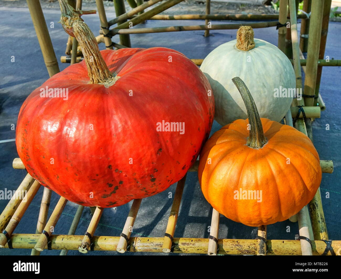 Three varieties of pumpkins are on sale at an outdoor market Stock ...