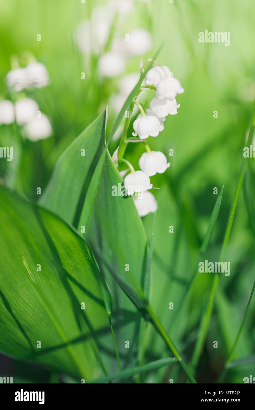 Macro photography of a lily of the valley. Nature background Stock ...