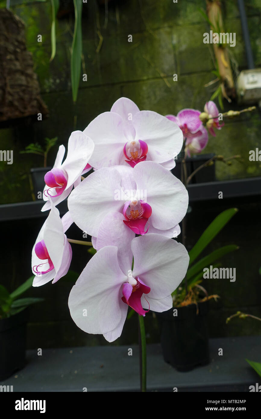 Phalaenopsis orchids or known as Moth Orchids Stock Photo