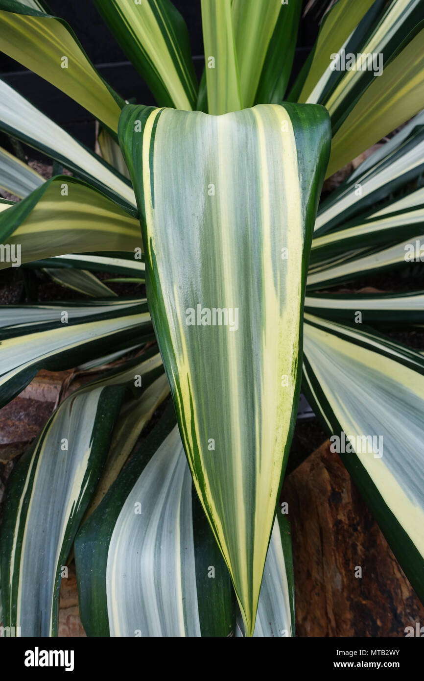 Furcrea foetida variegata Stock Photo