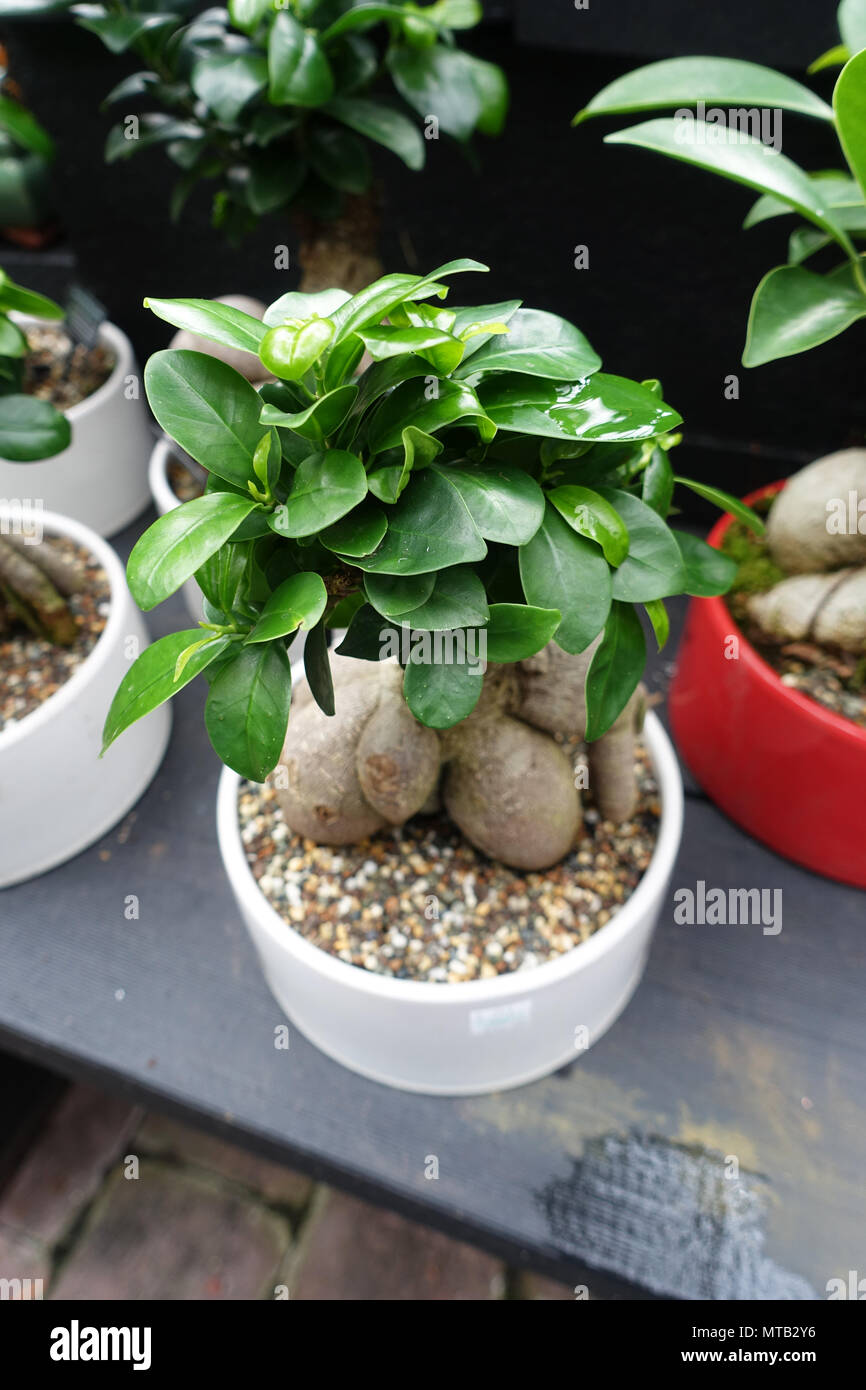 Grafted Buddha's Belly Fig or also known as Ficus microcarpa retusa Stock Photo