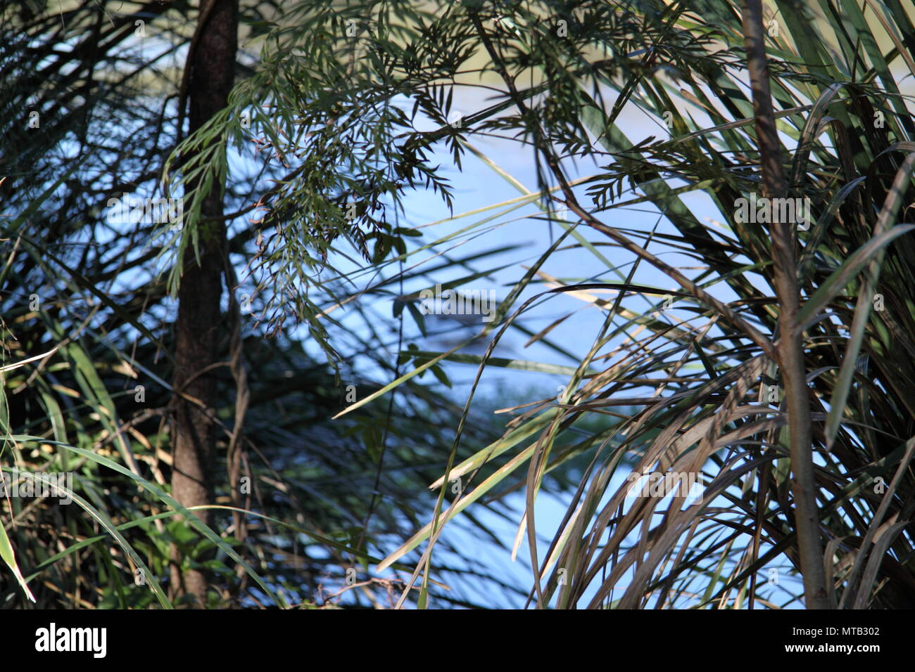 Sedge Grasses Along Creekbed, Gold Coast, Australia Stock Photo