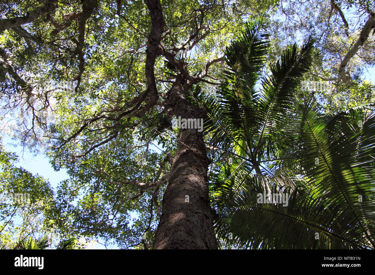 Grey Ironbark Eucalyptus (Eucalyptus Paniculata) and Carpentaria Palms in Native Australian Rainforest Stock Photo