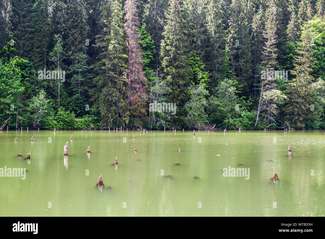 The beautiful Gyilkos-tó and Békási-szoros Stock Photo
