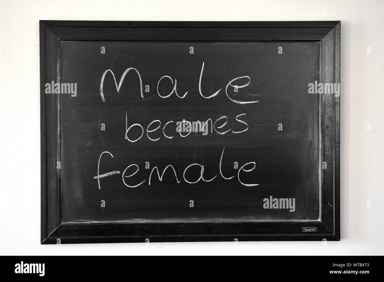 male becomes female written in a white chalk on a wall mounted blackboard Stock Photo