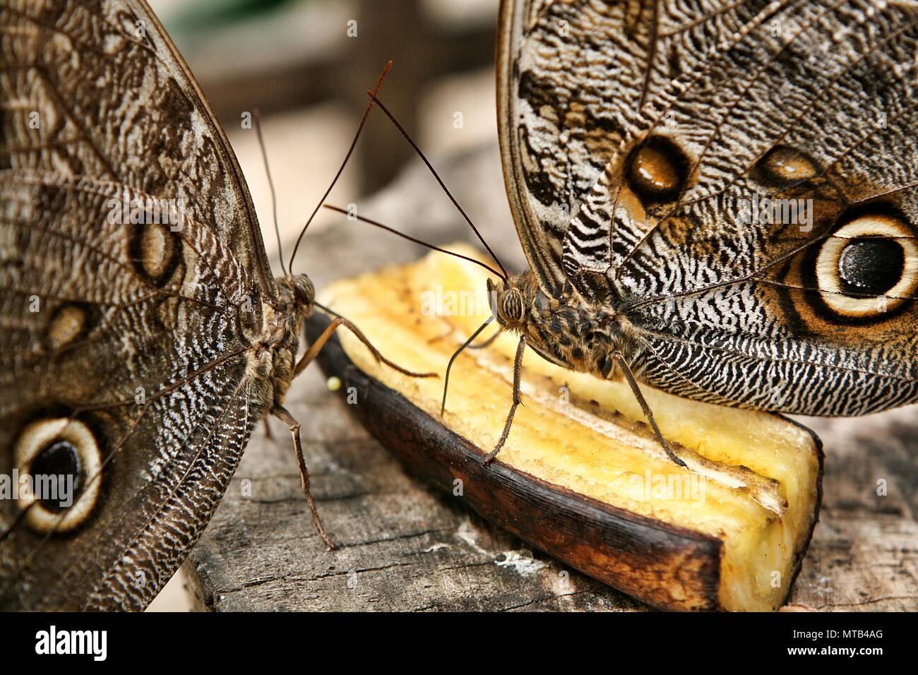 Giant Owl Butterflies feeding on fruit Stock Photo Alamy