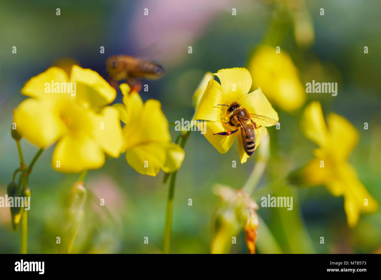 Honey bee collecting pollen from yellow jasmine flower Stock Photo Alamy