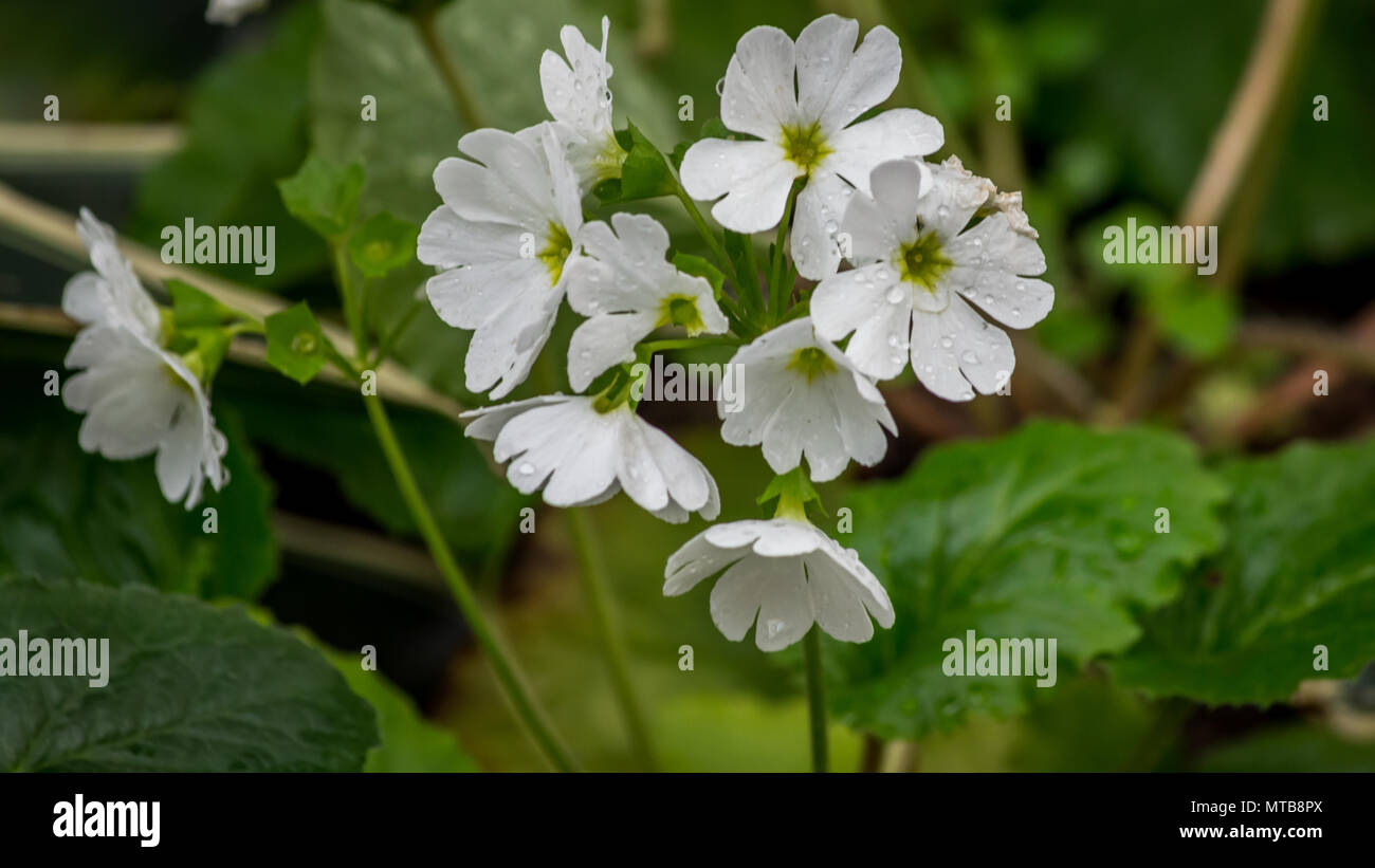 Beautiful white Perennial primrose or primula or primula polyanthus flowers in the spring garden. Stock Photo