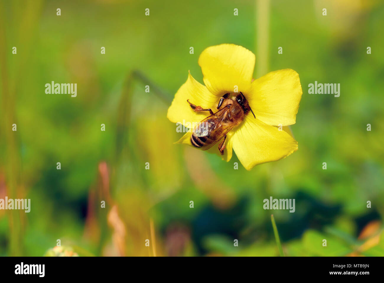Bee collecting polens from yellow jasmine flower Stock Photo Alamy