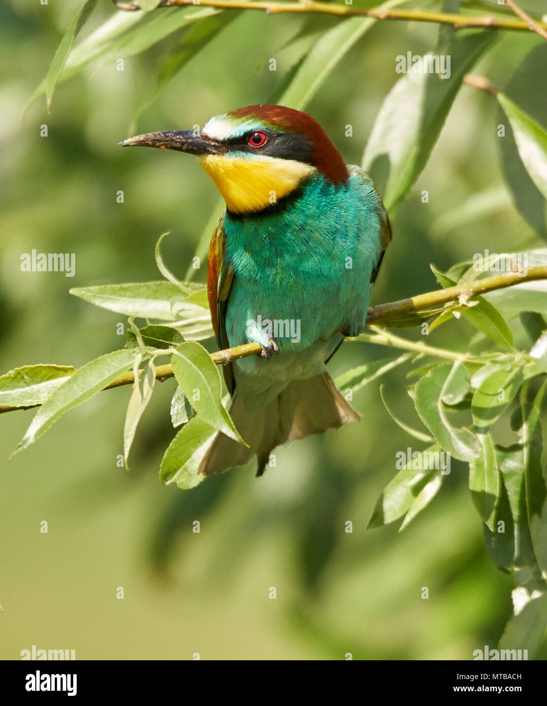 Bee eater birds (Merops apiaster) in various postures Stock Photo - Alamy