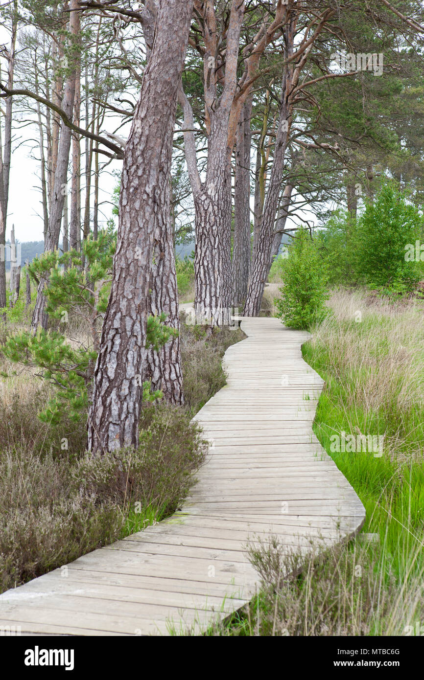 Wooden board walk, Thursley common nature reserve Surrey board walk in may with trees Stock Photo