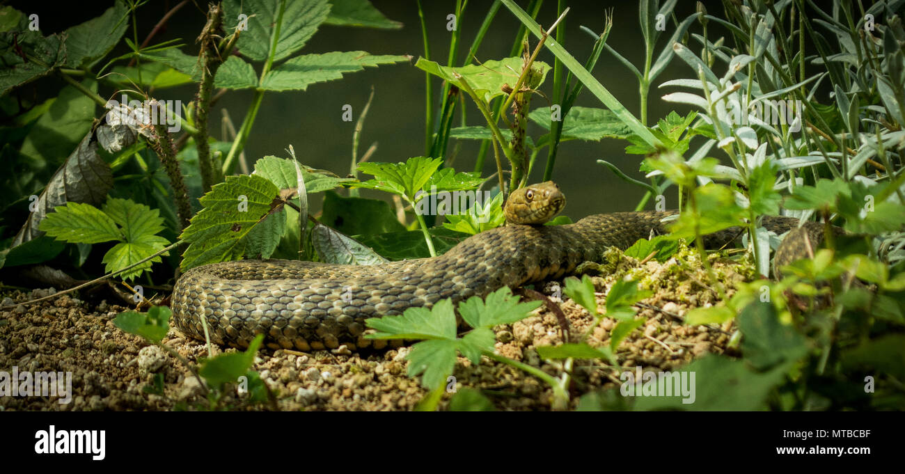 dice snake /Natrix tessellata Stock Photo