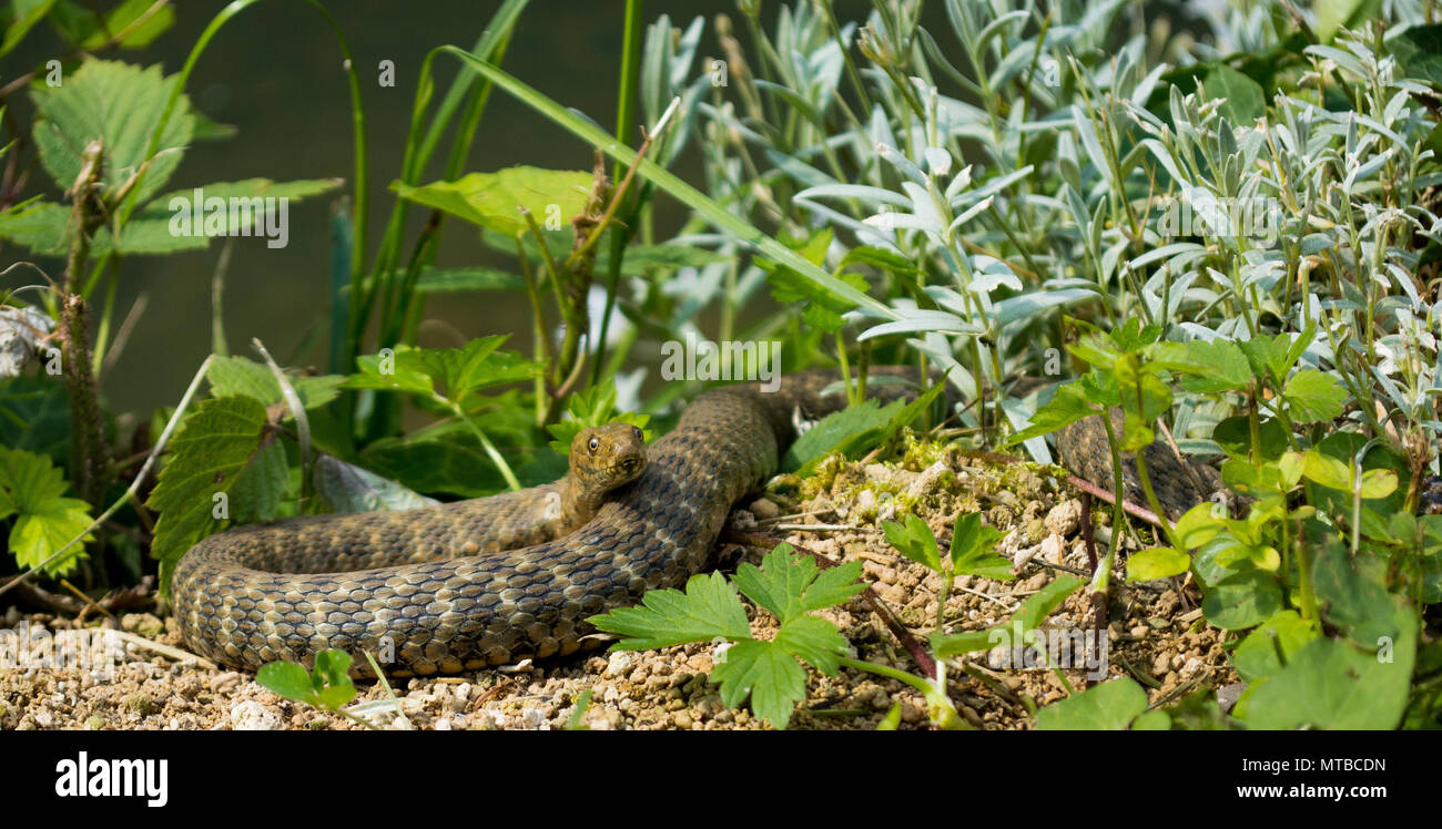 dice snake /Natrix tessellata Stock Photo