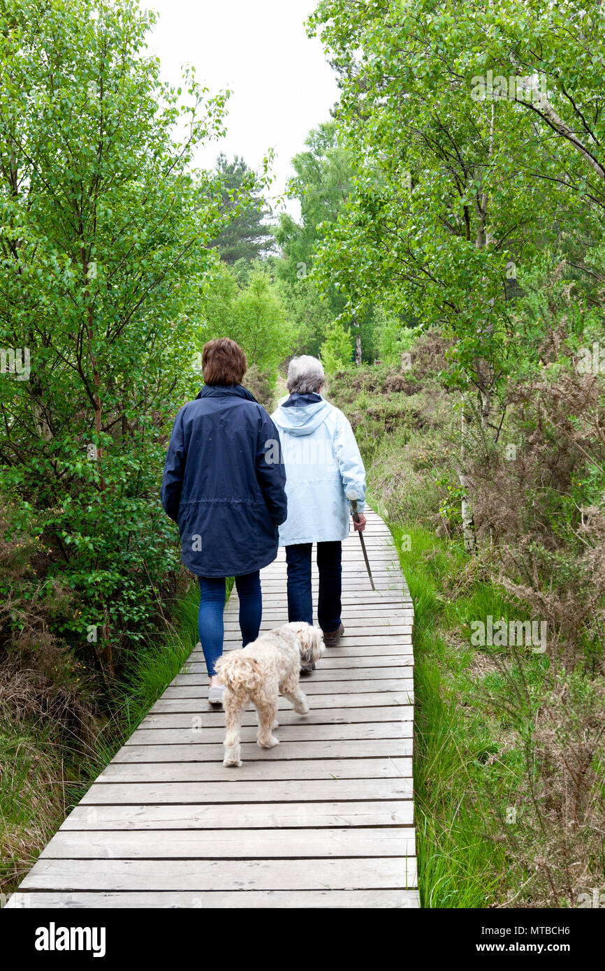 Two people walking a tibetan terrier dod on a board walk n a nature reserve on Thursley common Surrey Stock Photo