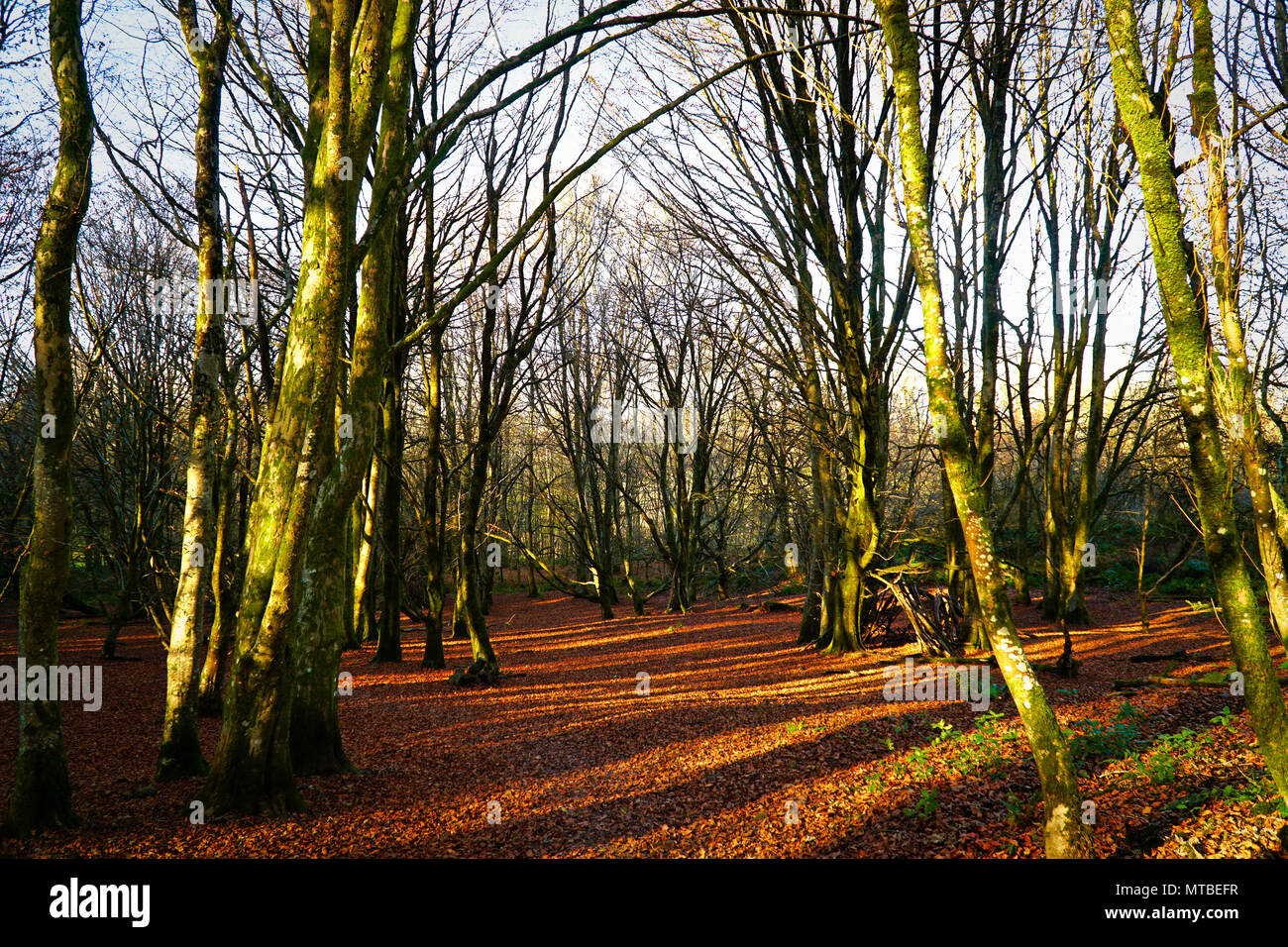 Autumn Woodland Trees (leaves on ground & sunny day) Stock Photo