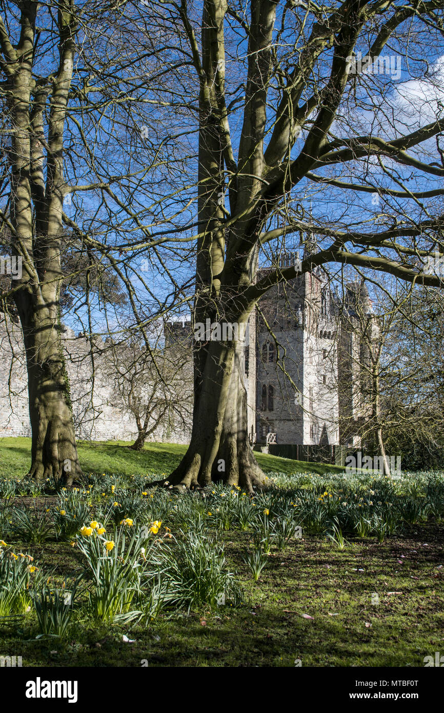 Daffodils in park with Cardiff castle in the background Stock Photo