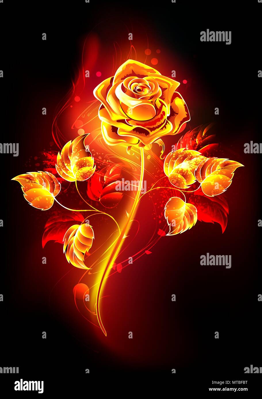 Blooming rose with  long stem and leaves from hot flame on  black background. Stock Vector