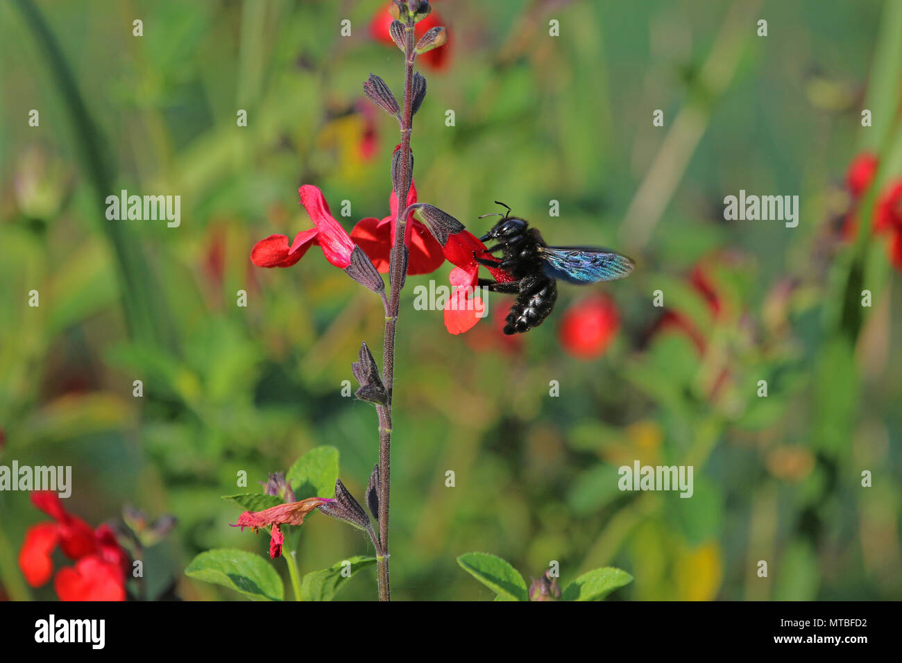 Carpenter bee Latin name xylocopa violacea feeding on scarlet flowering sage royal bumble or salvia x-jamensis close to blooming in Italy in spring Stock Photo