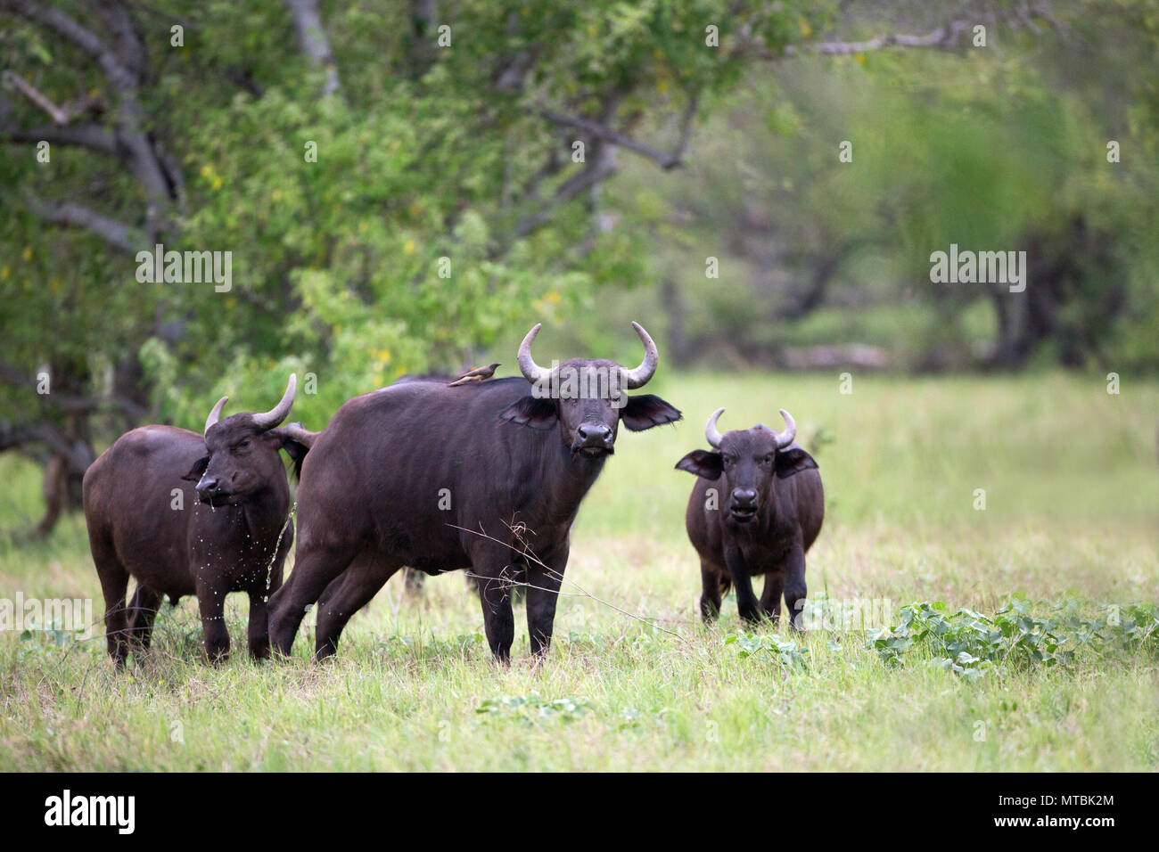 Buffalo (Syncerus caffer). Cows of different ages, heifers, approaching, on way to drinking hole. Stock Photo