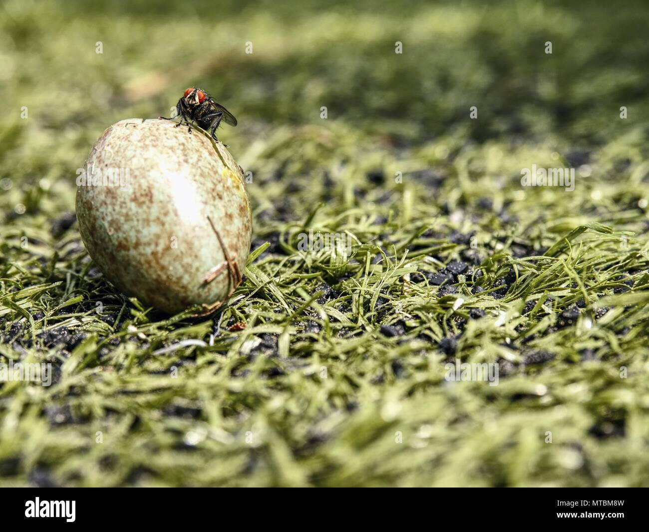 Common housefly sit on cracked egg, insect bug. The hungry house fly