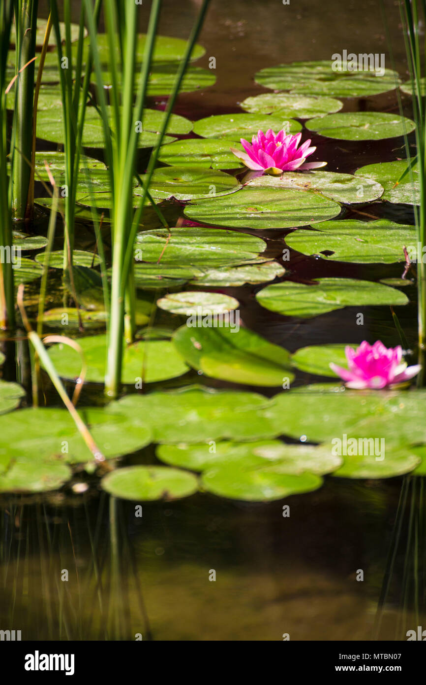 Pink Lotus in a fantastic Japanese garden Stock Photo Alamy