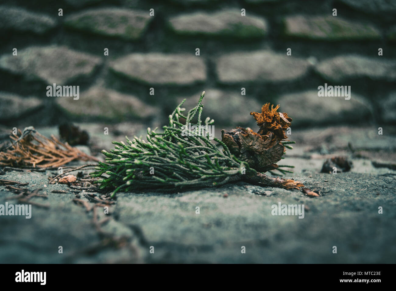 leaves and round fruit of cupressus sempervirens on the stone floor Stock Photo