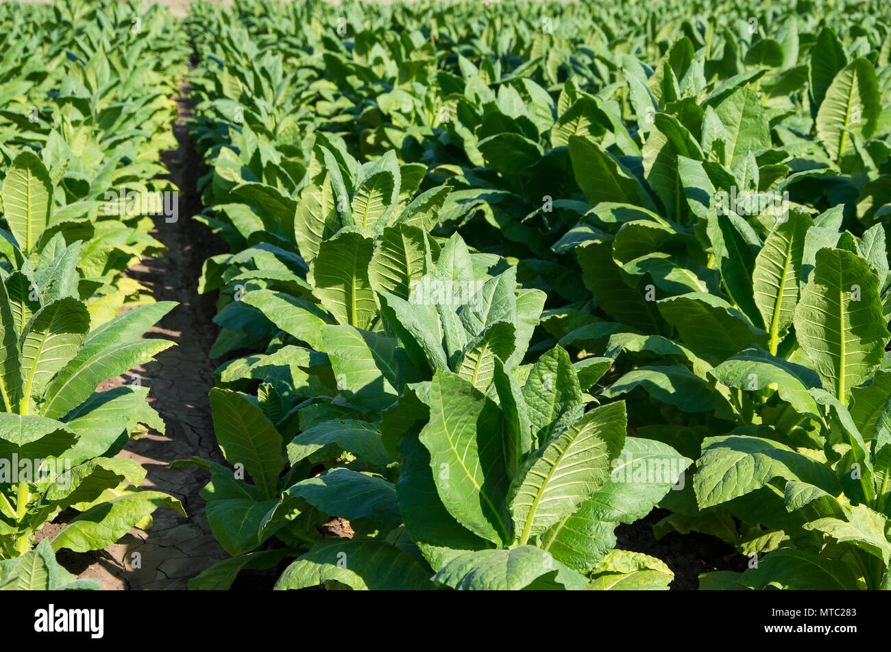 Tobacco plantation field. Nicotiana tabacum, cultivated tobacco Stock Photo