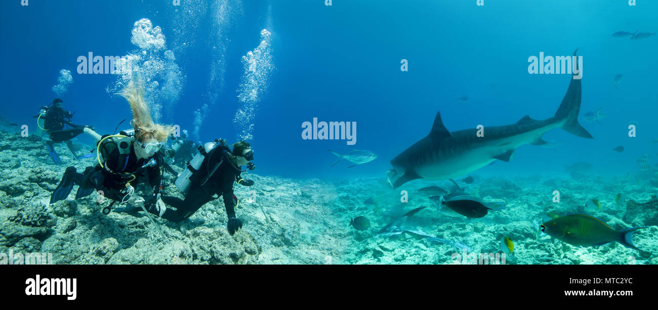 Group of scuba divers looks at a Tiger Shark (Galeocerdo cuvier) - Underwater panorama Stock Photo