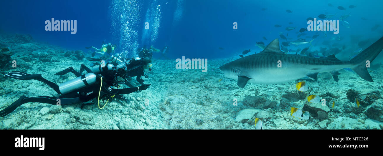 Group of scuba divers looks at a Tiger Shark (Galeocerdo cuvier) - Underwater panorama Stock Photo