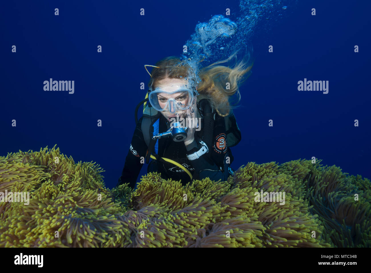 Female scuba diver looks on Big beautiful anemone - Magnificent Sea Anemone (Heteractis magnifica) Stock Photo