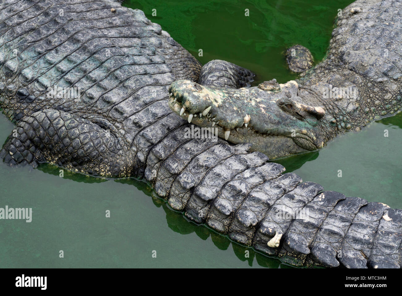 crocodiles in the lake Stock Photo Alamy